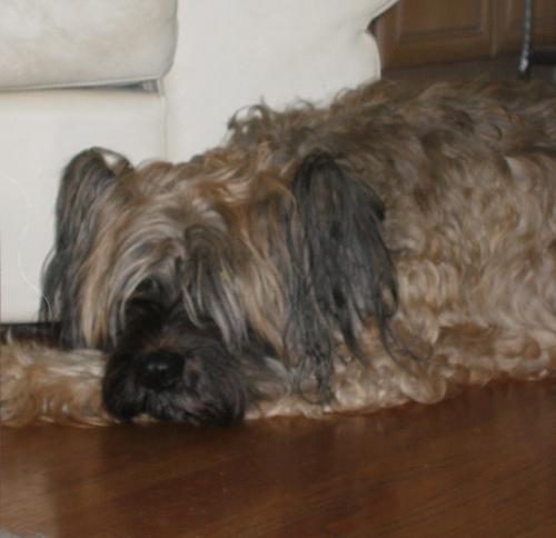 https://images.dog.ceo/breeds/briard/n02105251_5649.jpg