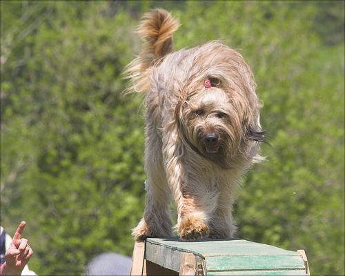 https://images.dog.ceo/breeds/briard/n02105251_5677.jpg