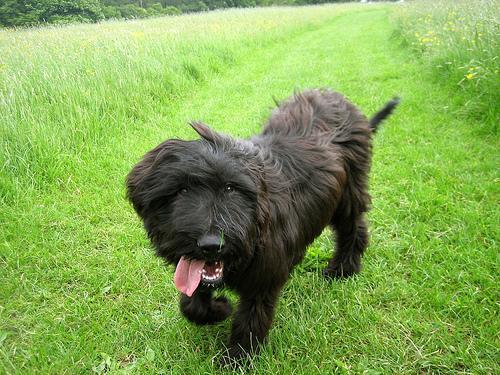 https://images.dog.ceo/breeds/briard/n02105251_5706.jpg