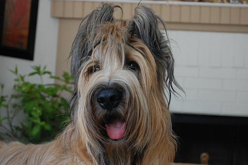 https://images.dog.ceo/breeds/briard/n02105251_5775.jpg