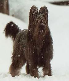 https://images.dog.ceo/breeds/briard/n02105251_5864.jpg