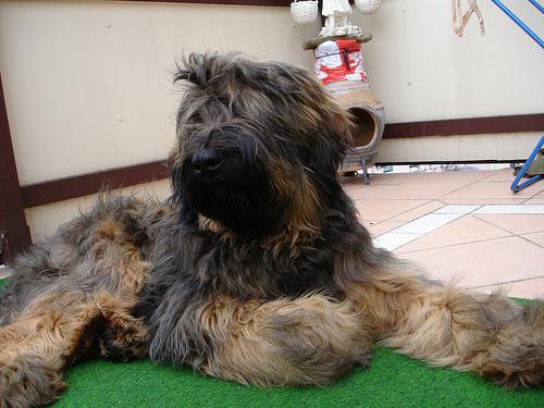 https://images.dog.ceo/breeds/briard/n02105251_5985.jpg