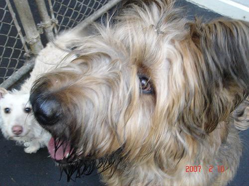 https://images.dog.ceo/breeds/briard/n02105251_6161.jpg