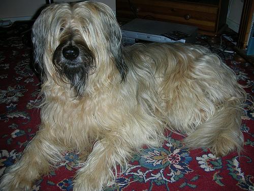 https://images.dog.ceo/breeds/briard/n02105251_6206.jpg