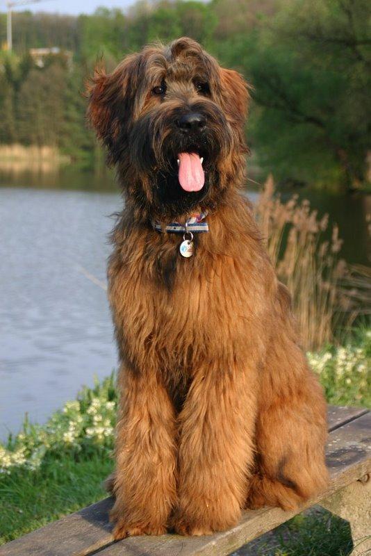 https://images.dog.ceo/breeds/briard/n02105251_6300.jpg