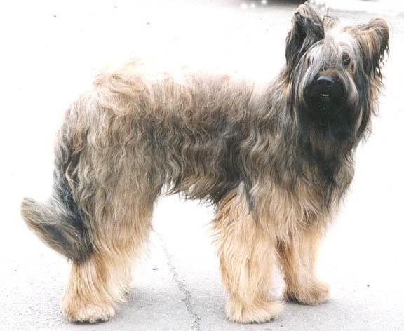 https://images.dog.ceo/breeds/briard/n02105251_6301.jpg