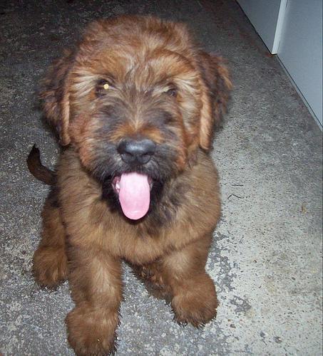 https://images.dog.ceo/breeds/briard/n02105251_6335.jpg