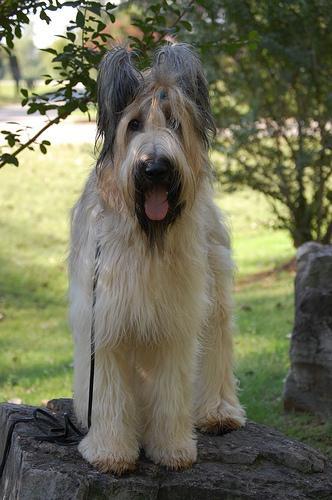 https://images.dog.ceo/breeds/briard/n02105251_6387.jpg