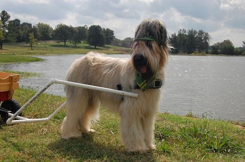 https://images.dog.ceo/breeds/briard/n02105251_6394.jpg