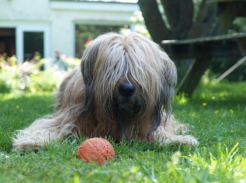 https://images.dog.ceo/breeds/briard/n02105251_6572.jpg