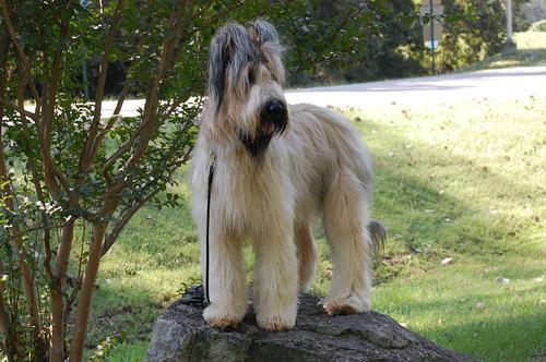 https://images.dog.ceo/breeds/briard/n02105251_6580.jpg