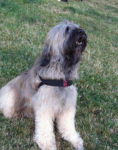 https://images.dog.ceo/breeds/briard/n02105251_6667.jpg