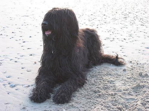 https://images.dog.ceo/breeds/briard/n02105251_6705.jpg