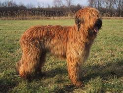 https://images.dog.ceo/breeds/briard/n02105251_673.jpg