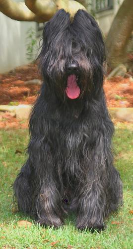 https://images.dog.ceo/breeds/briard/n02105251_6805.jpg