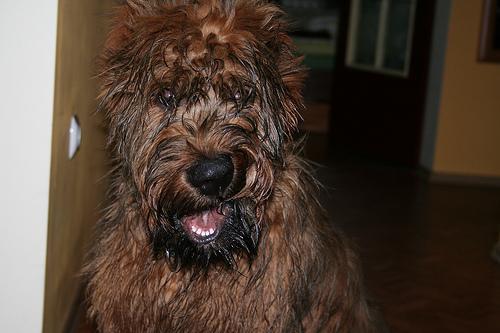 https://images.dog.ceo/breeds/briard/n02105251_6840.jpg