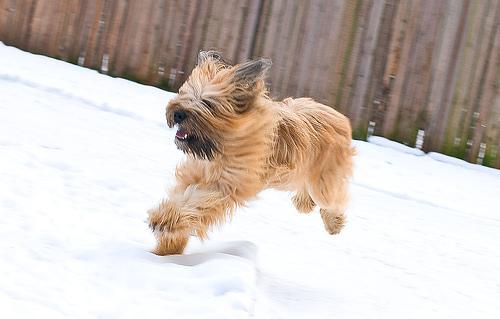 https://images.dog.ceo/breeds/briard/n02105251_6867.jpg