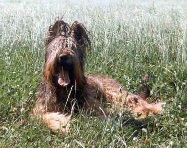 https://images.dog.ceo/breeds/briard/n02105251_6883.jpg