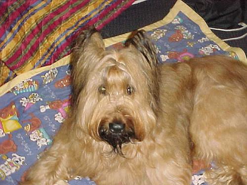 https://images.dog.ceo/breeds/briard/n02105251_6907.jpg