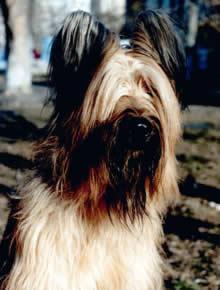 https://images.dog.ceo/breeds/briard/n02105251_6942.jpg