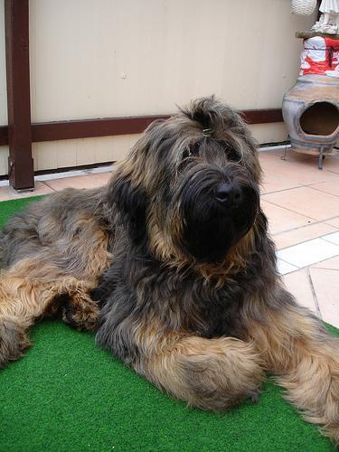 https://images.dog.ceo/breeds/briard/n02105251_6984.jpg