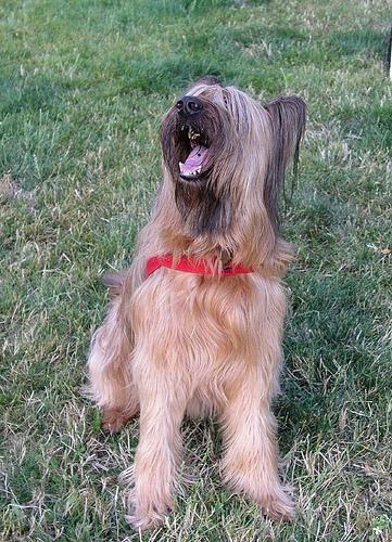 https://images.dog.ceo/breeds/briard/n02105251_6995.jpg