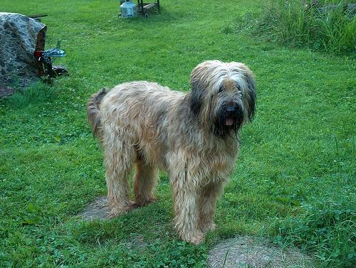 https://images.dog.ceo/breeds/briard/n02105251_7044.jpg