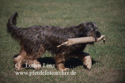 https://images.dog.ceo/breeds/briard/n02105251_7056.jpg