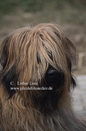 https://images.dog.ceo/breeds/briard/n02105251_7058.jpg