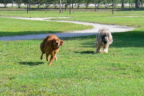 https://images.dog.ceo/breeds/briard/n02105251_7090.jpg