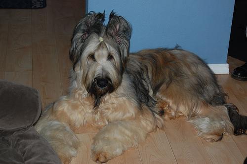 https://images.dog.ceo/breeds/briard/n02105251_7127.jpg