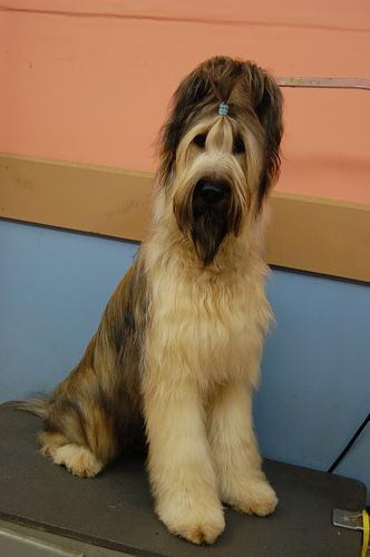 https://images.dog.ceo/breeds/briard/n02105251_7170.jpg