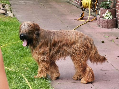 https://images.dog.ceo/breeds/briard/n02105251_7171.jpg