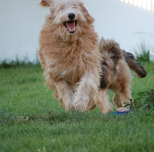 https://images.dog.ceo/breeds/briard/n02105251_7223.jpg