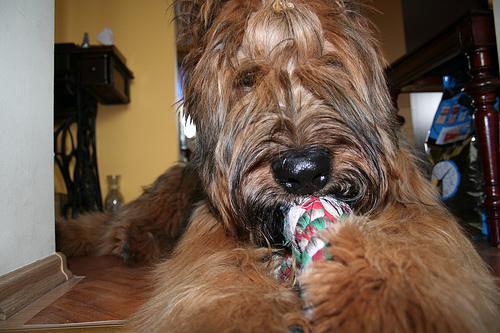 https://images.dog.ceo/breeds/briard/n02105251_7348.jpg
