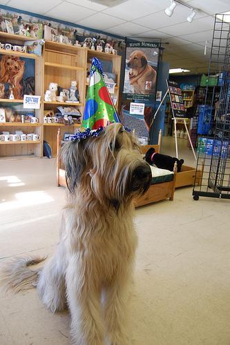 https://images.dog.ceo/breeds/briard/n02105251_7430.jpg