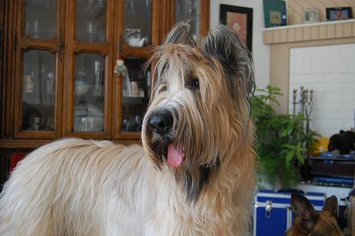 https://images.dog.ceo/breeds/briard/n02105251_7579.jpg