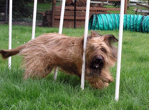 https://images.dog.ceo/breeds/briard/n02105251_7593.jpg