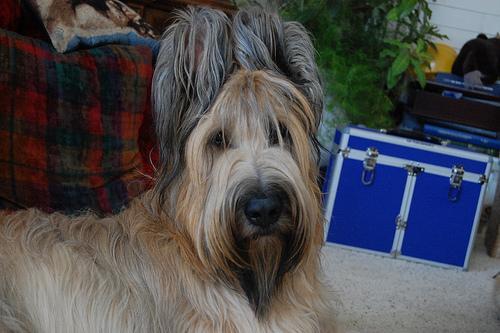 https://images.dog.ceo/breeds/briard/n02105251_7600.jpg