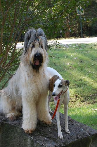 https://images.dog.ceo/breeds/briard/n02105251_7647.jpg