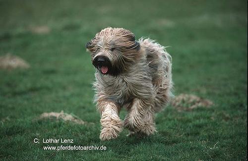 https://images.dog.ceo/breeds/briard/n02105251_7654.jpg