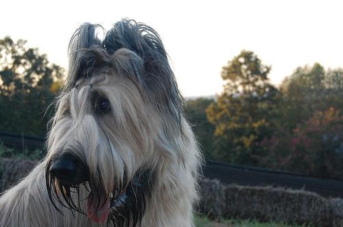 https://images.dog.ceo/breeds/briard/n02105251_7666.jpg