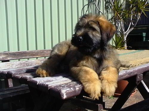 https://images.dog.ceo/breeds/briard/n02105251_7723.jpg