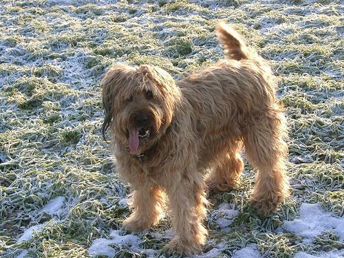 https://images.dog.ceo/breeds/briard/n02105251_7738.jpg