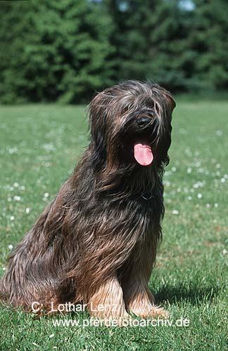 https://images.dog.ceo/breeds/briard/n02105251_7750.jpg