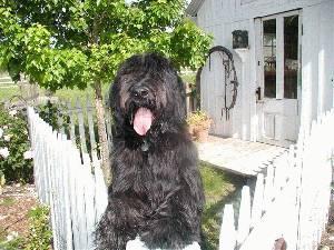 https://images.dog.ceo/breeds/briard/n02105251_7797.jpg