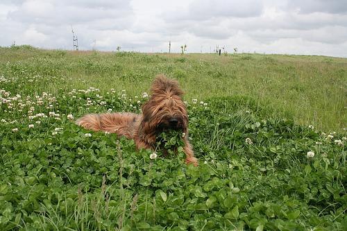 https://images.dog.ceo/breeds/briard/n02105251_7816.jpg