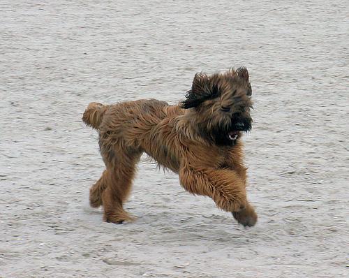 https://images.dog.ceo/breeds/briard/n02105251_7950.jpg