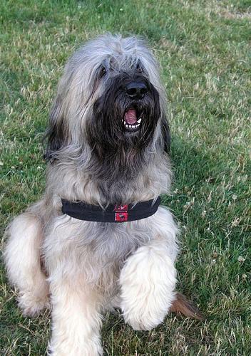 https://images.dog.ceo/breeds/briard/n02105251_7977.jpg