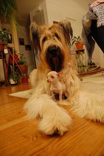 https://images.dog.ceo/breeds/briard/n02105251_7996.jpg